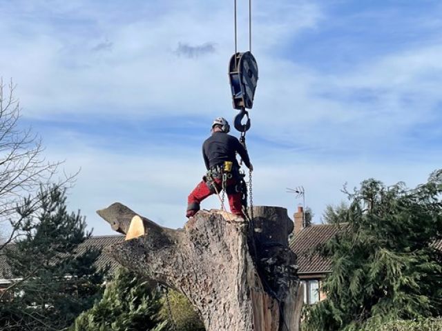Tree Surgeons 24 Hour Emergency Callout Driffield - Tree Walker ...