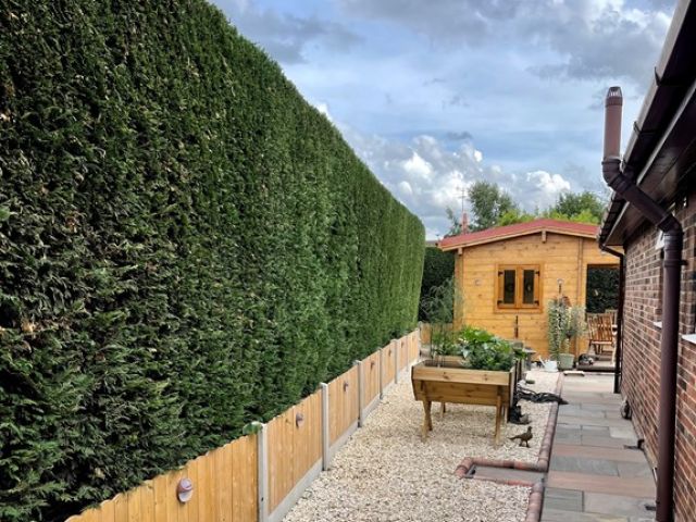 Hedge Cutting Services Driffield - Tree Walker Arborists Ltd